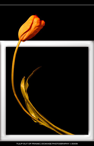 stilllife still frame fiori arancione cornice tulipano oob stelo dcimage