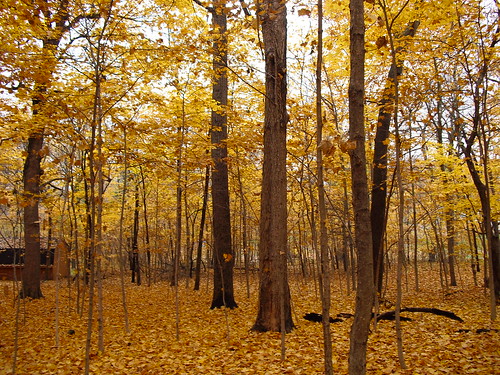 trees fall nature leaves illinois newlenox