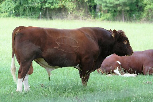 cow cattle bull maineanjou