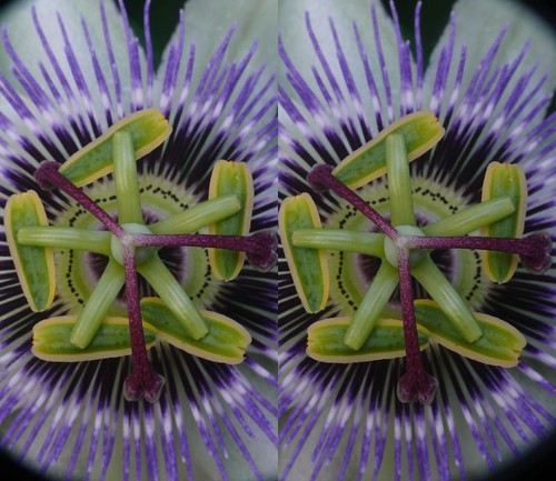 macro stereoscopic stereogram stereophotography 3d crosseye crosseyed cross stereo stereoview eyed passiflora stereopair makro crossed stereofotografie stereoptic stereoscope stereoscopy passiflore stereophotograph crossview dcr250 raynox divergent stereographie kreuzblick stereophotomaker