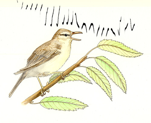 willow warbler song