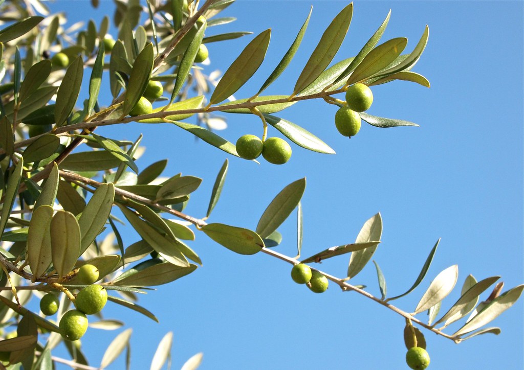 Growing Olives
