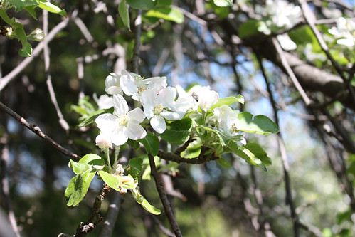 tree apple blossoms