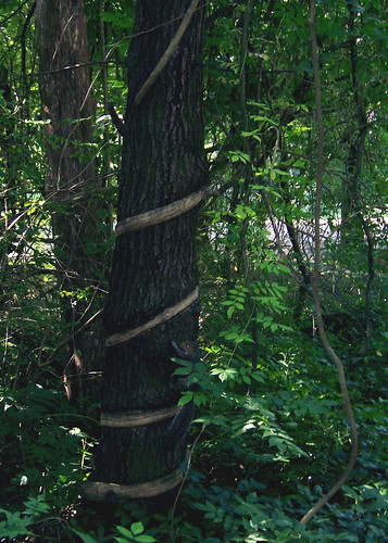 tree squirrel vine
