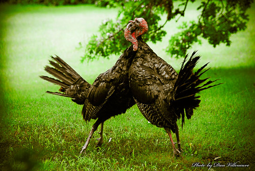 wild tom turkey fight nikon 18200mmvr d80