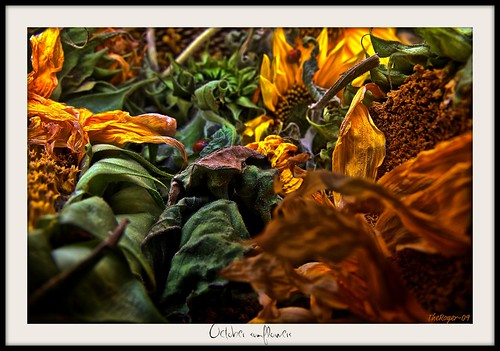 flowers autumn fall norway canon eos norge your sunflowers yours dslr canoneos hdr canoneos450d eos450 theroger theroger09