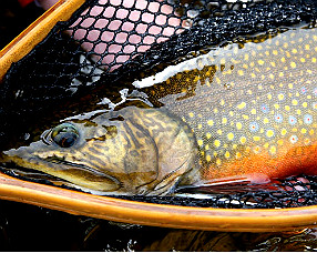 Fly Patterns for the Fall Spawn - North Carolina Fly Fishing Guide