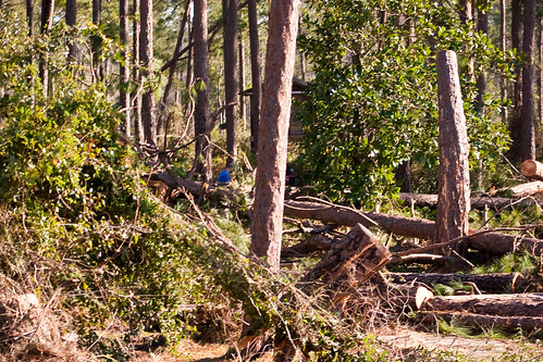 usa georgia events places thomasville tornado metcalfroad