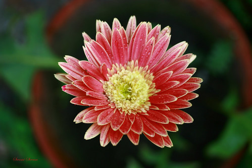 canon rebel explore gerbera swami dehradun pinkflowers uttarakhand xti swamistream swamistreamcom jollygrant