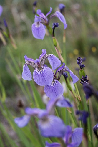 flowers iris wild summer alaska purple north lakes pole wildflowers 2009 irises chena