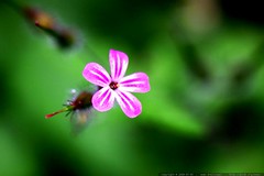 macro pink flower    MG 7291 