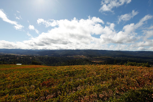 california autumn leaves clouds october view wine sonoma harvest grapes navarro 2009 philo vino boonville esterlina andersonvalley 65466 holmesranchroad