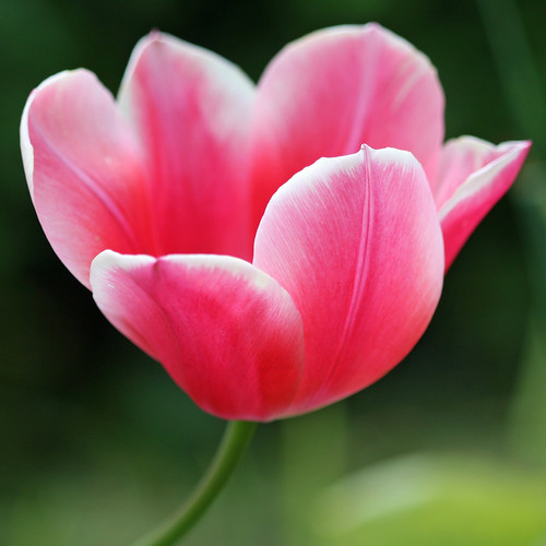pink flower macro green nature spring bokeh tulip mywinners awesomeblossoms lastofthespring2009tulips 6751mukumbura