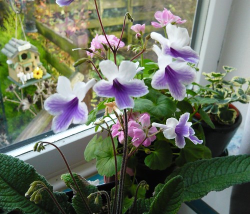 Plants on Windowsill  Gardeners Tips