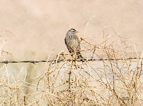 birds flickr az sparrow spring09nm buntingssparrowsalliesemberizidae passeriformesperchingbirds