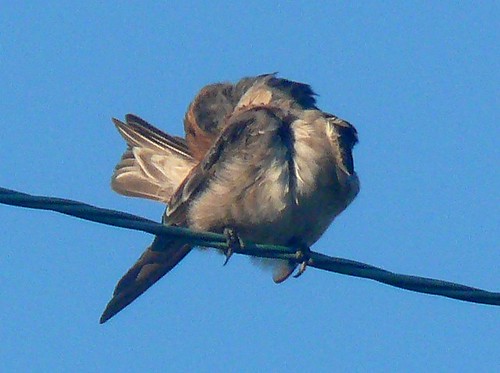 bird oklahoma birds adult aves songbird rarity photodocumentation tillmancounty hackberryflatwma caveswallow petrochelidonfulva ebird plumagestudy obrc