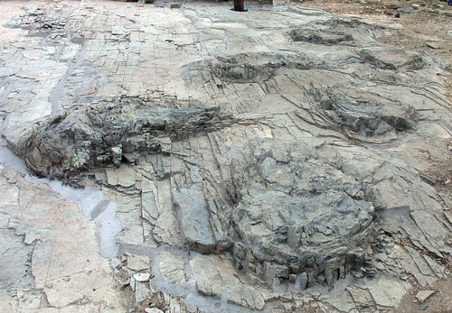 fossil dinosaurs reptiles fósil paleontología dinosaurios dinosauria sauropoda paleoicnología icnología saurópodo