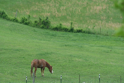 summer horse country indiana pasture graze corydon harrisoncounty