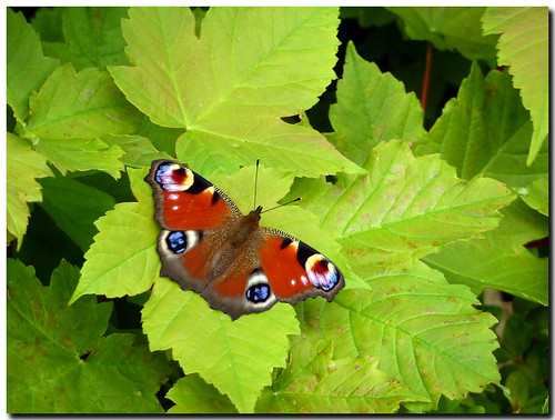 nature butterfly garden lumix photography emotion natur moth atmosphere panasonic instant environment feeling grün blätter garten bunt schmetterling umwelt schlei tz7
