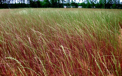 field grass waves wind prairie