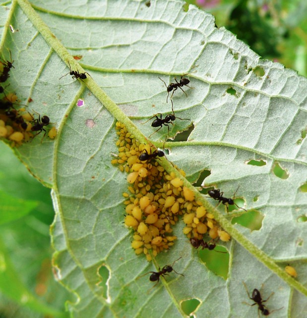 Ants farming green fly