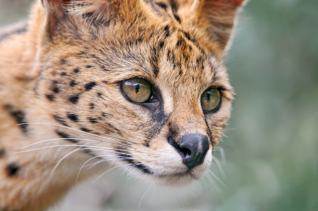 Closeup of a serval