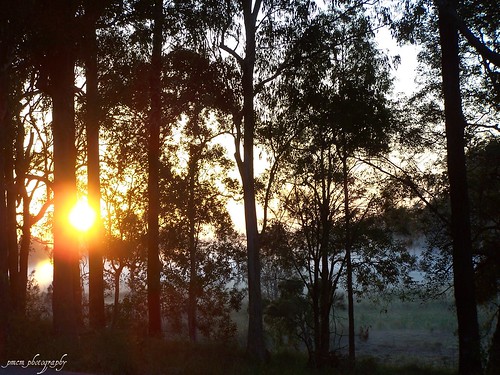 grass silhouette fog sunrise landscapes australia explore queensland sunburst lightning goldcoast goldcoasthinterland straightoutofthecamera sootc kodakdx7590zoom mudgeeraba absolutelystunningscapes