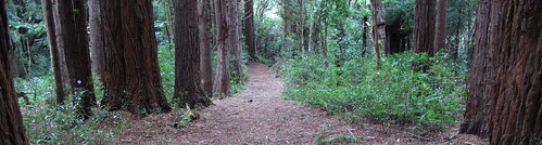 redwoods tararuas tararuaforestpark bluerangehut cowcreekhut