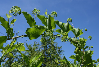 Carrion flower vine