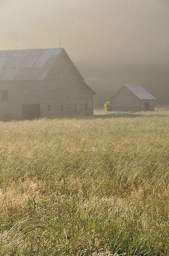morning field fog barn golden hour