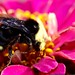 bee on a zinnia flower   macro    MG 0439