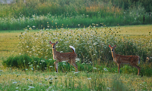 morning field animals kids sunrise dawn nikon babies wildlife young doe spot deer spots fawn crops does agriculture fawns whitetail whitetailed alfalfa d80 roundlakebeach