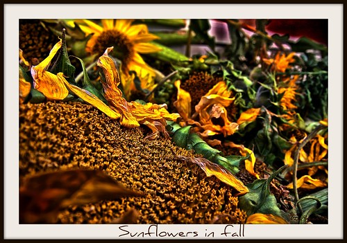 flowers autumn friends fall norway canon eos norge your sunflowers yours dslr canoneos hdr canoneos450d eos450 theroger theroger09