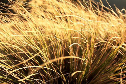 newzealand nature grass yellow wind motionblur tussock aotearoa canonef1740mmf4lusm jumbo tararuas tararuaranges