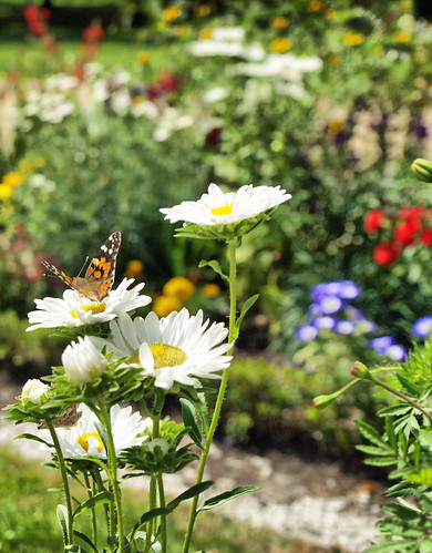 flower butterfly germany daisy sanssouci potsdam ©denap