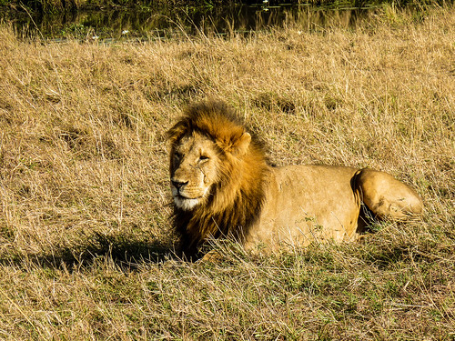 Lions, Maasai Mara, Kenya