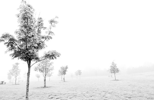 morning trees bw mist tree nature monochrome fog blackwhite tokina1224 manassas battlefield d300 manassasbattlefieldpark diamondclassphotographer flickrdiamond theunforgettablepictures