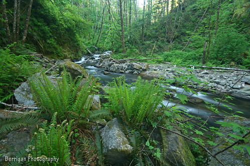 travel trees usa green nature creek canon outdoors rebel washington spring scenic may falls peell