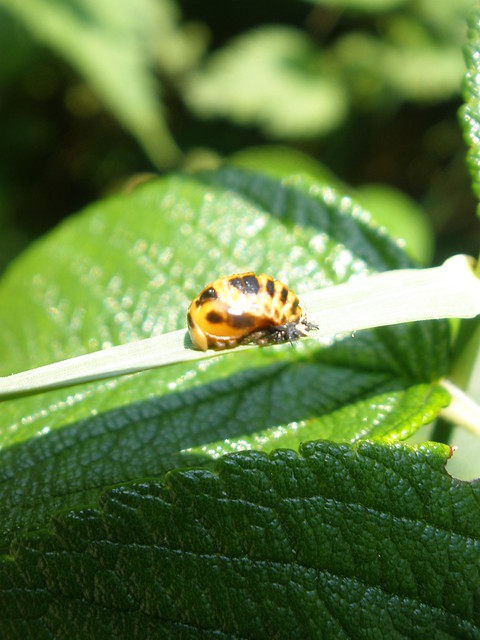 Ladybug Look Alike Flickr Photo Sharing