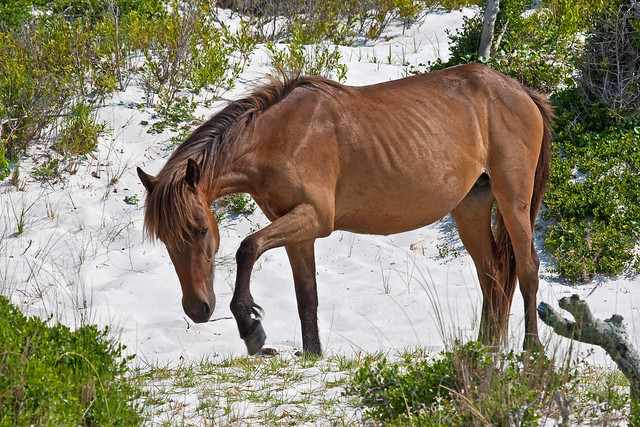 Wild Horse Beach Pony Outer Banks North Carolina On Sand