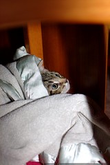 kitten hiding under sequoia's baby blanket    MG 4941 