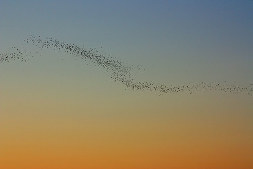 sunset summer sky evening soft gradation railyard ~ bats exodus challengeyouwinner foothillsblvd