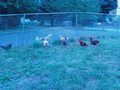 Flock of chickens vs Chinese Crested 
