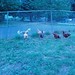 Flock of chickens vs Chinese Crested