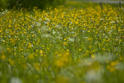 flowers summer green yellow sony a200 falun wam thomaslarsson