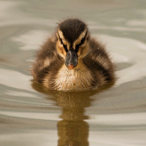 baby reflection bird london water duck duckling mallard royalparks valerie richmondpark july09 canoneos400d canonef70300mmis pearceval