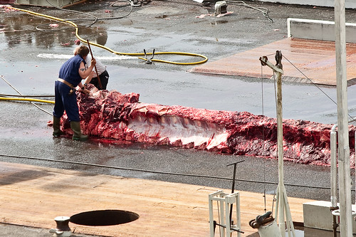 station iceland processing whale column whaling 2009 slaughterhouse openair spinal hvalfjörður borgarfjordur hvalur borgarfjörður whalehunting hvalfjordur hvalstöðin hvalstöð july2009 1872009 hvalskurður