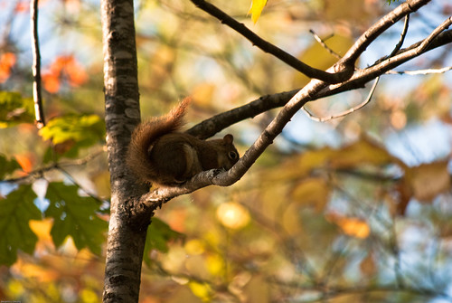 autumn trees sunset fall leaves animal furry squirrel feeding eating decay wildlife tail nuts bushy