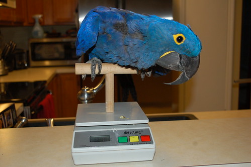 Why Weighing Your Bird Could Save Its Life