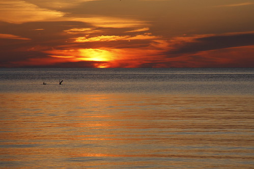 sunset bird water birds wisconsin clouds gull gulls lakemichigan wi rockisland